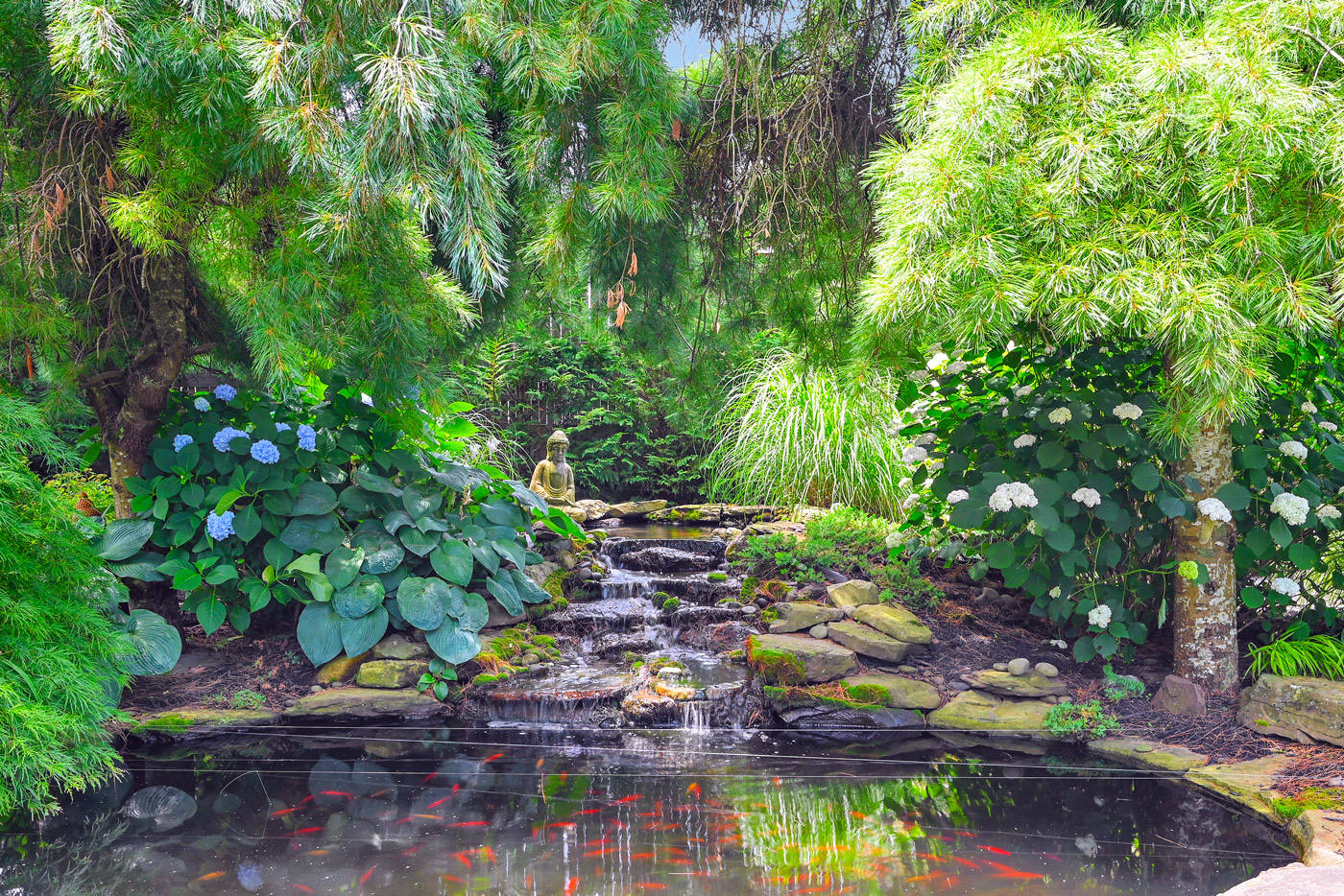 Peaceful koi pond with waterfall and lush garden plants