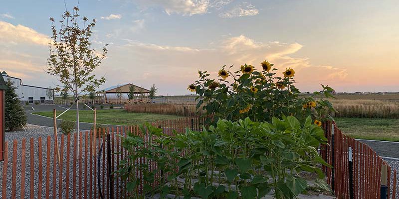 A peaceful farm setting at sunset with vibrant sunflowers, young trees, and open fields, creating a tranquil and scenic atmosphere.