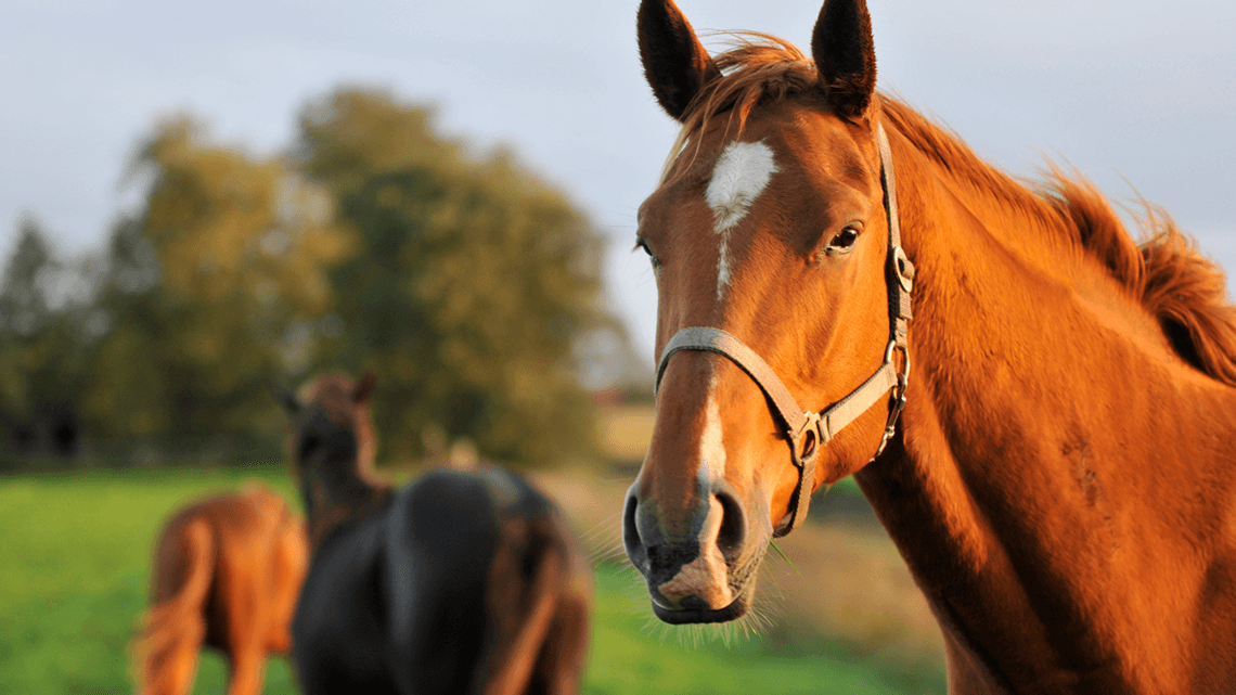 Horse in pasture used for equine-assisted therapy