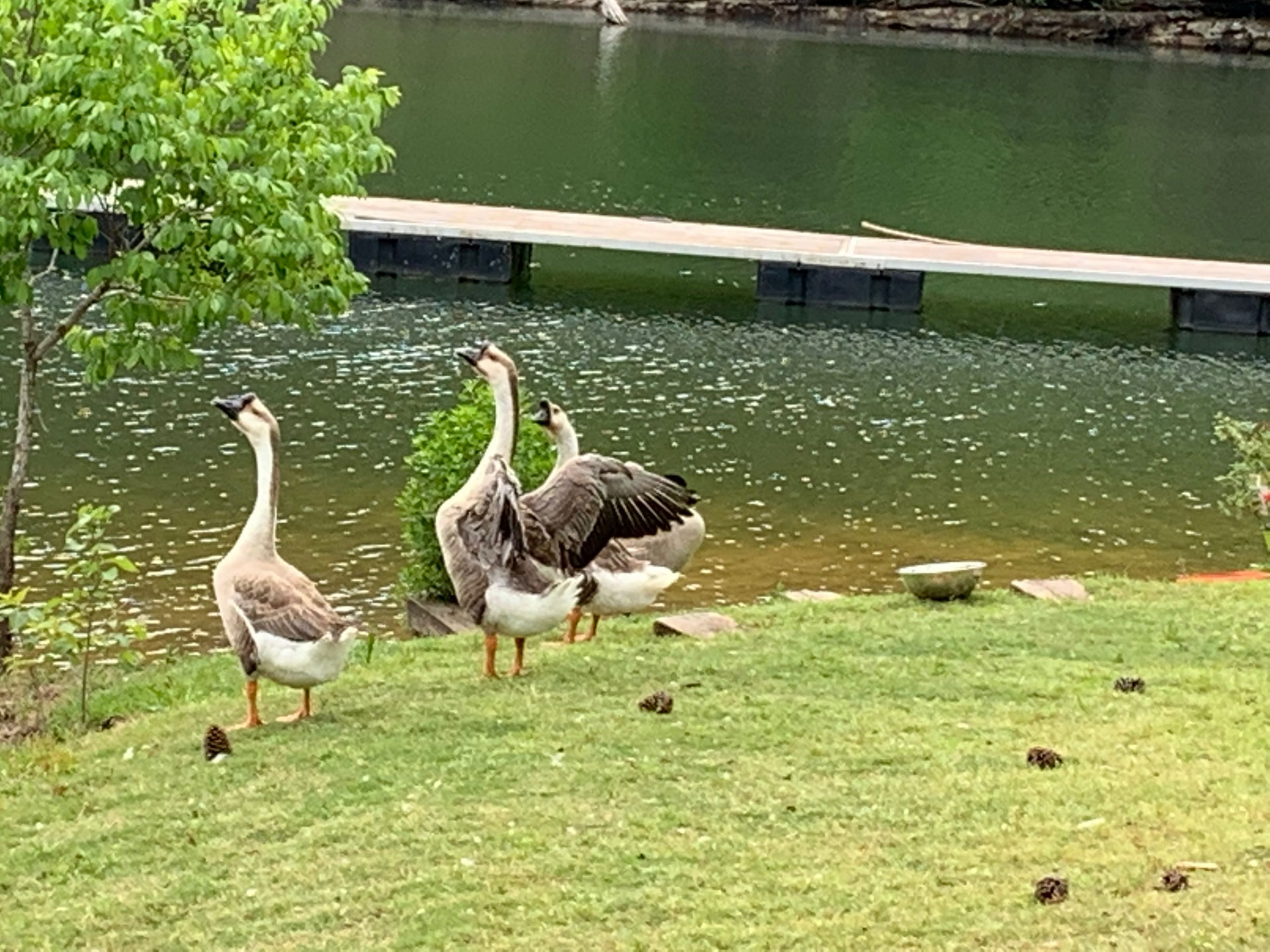 Four geese standing on a grassy shoreline beside a calm lake with a floating dock in the background